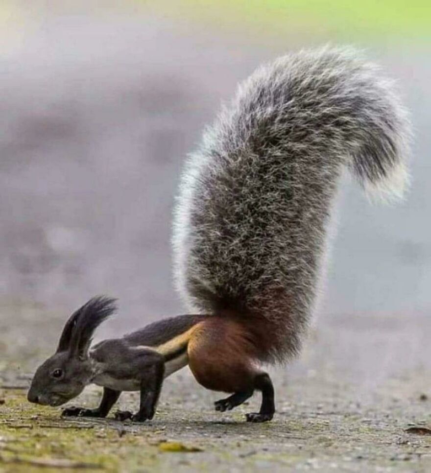A small animal with the body of a squirrel and the head of a rabbit, resembling a unique Tiger Quoll hybrid.