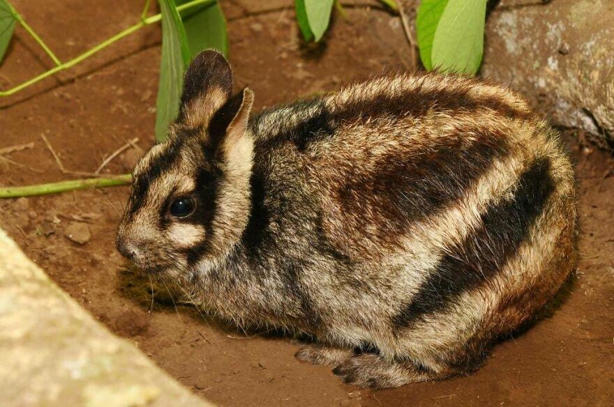 Tiger quoll resting on the ground near green leaves, showcasing its distinctive striped fur pattern and small size.