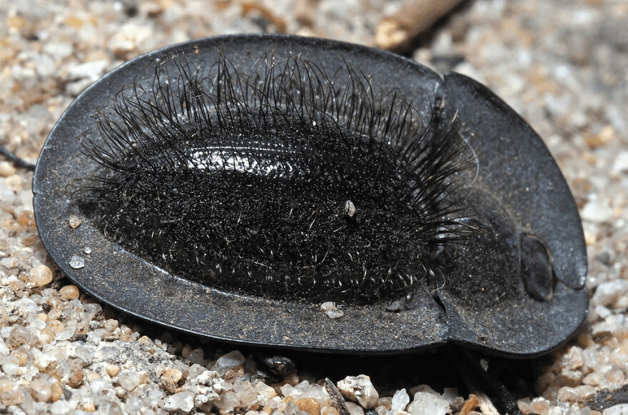 A close-up of a hairy black insect with fine bristles resting on sandy ground, resembling a tiger quoll texture.
