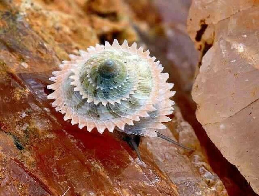 A close-up of a spiral seashell with intricate ridges resting on reddish-brown rock, unrelated to the tiger quoll animal.
