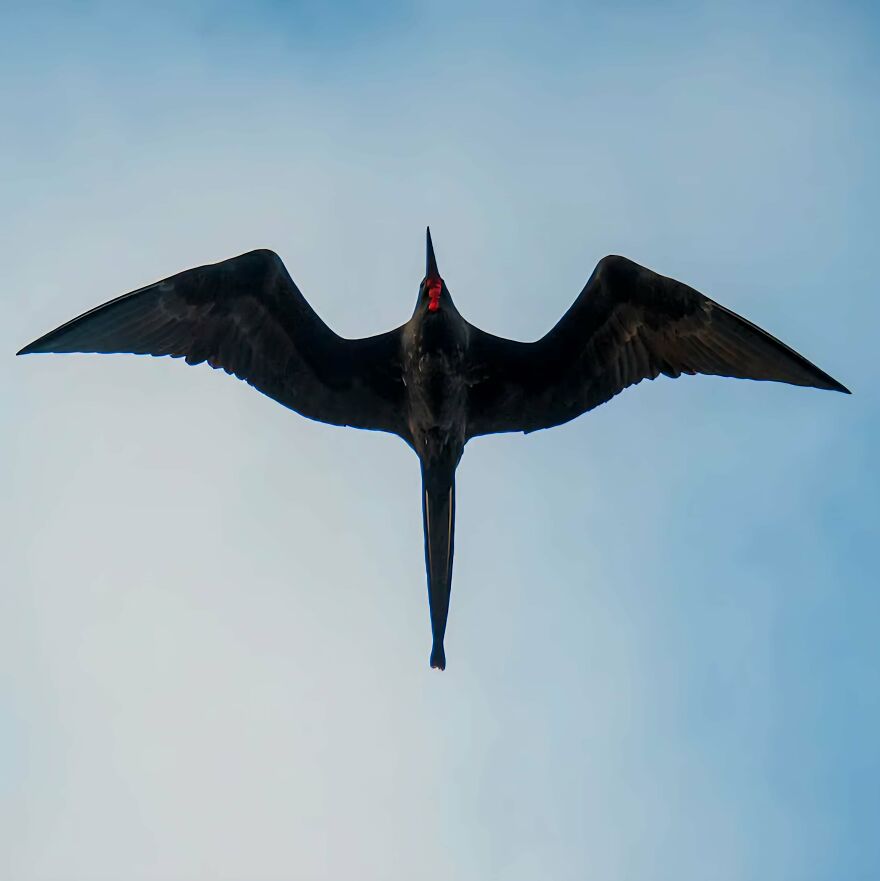 Frigatebird soaring with wings fully spread against a clear blue sky, highlighting unique flight silhouette and red throat pouch.