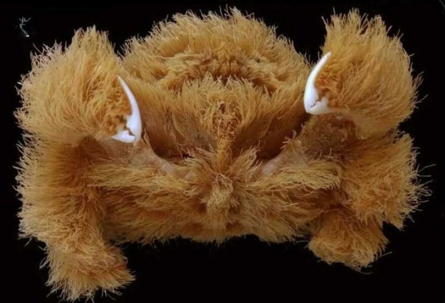 Close-up of a hairy crab specimen showcasing detailed textures and sharp white claws against a black background.