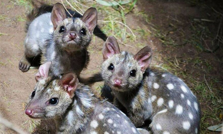 Three young tiger quolls with spotted fur and large ears sitting together on the forest floor at night.
