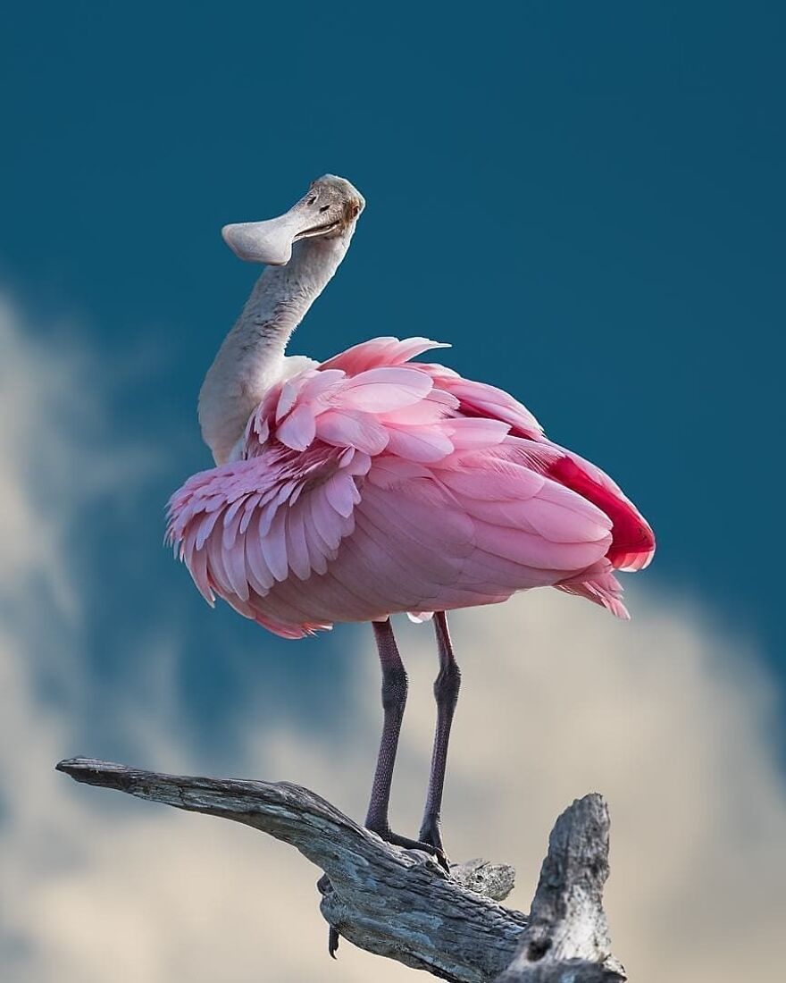 Pink bird with a large beak perched on a branch against a blue sky, not related to the tiger quoll animal.