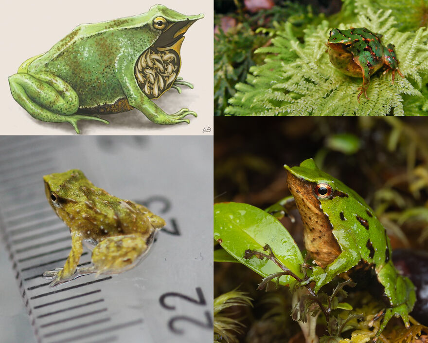 Collage of green frogs in natural and illustrated settings, highlighting unique creatures in animal diversity and tiger quoll habitats.