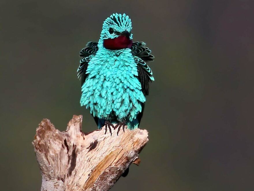 A vibrant blue bird with ruffled feathers perched on a weathered tree branch in natural lighting.