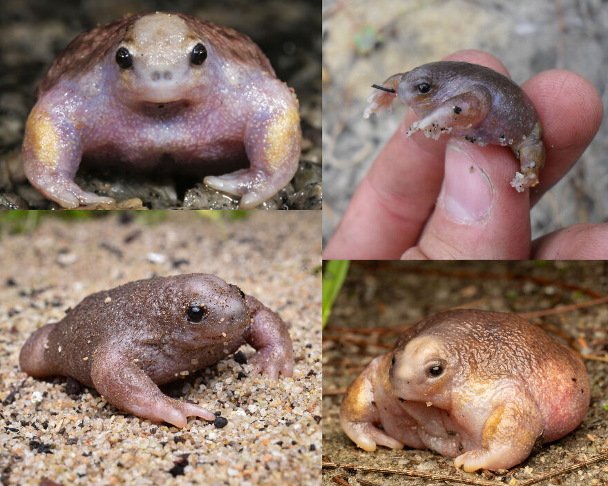 Various views of the purple frog, a rare and unique amphibian with a rounded body and distinctive coloration.