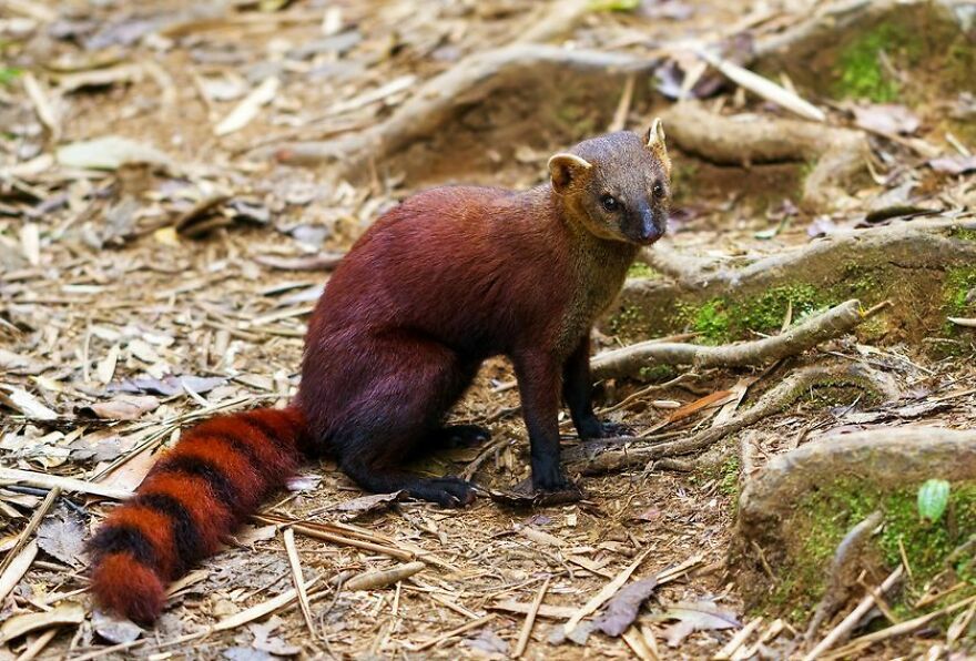 Tiger Quoll with reddish-brown fur and distinct striped tail sitting on forest floor among leaves and roots.