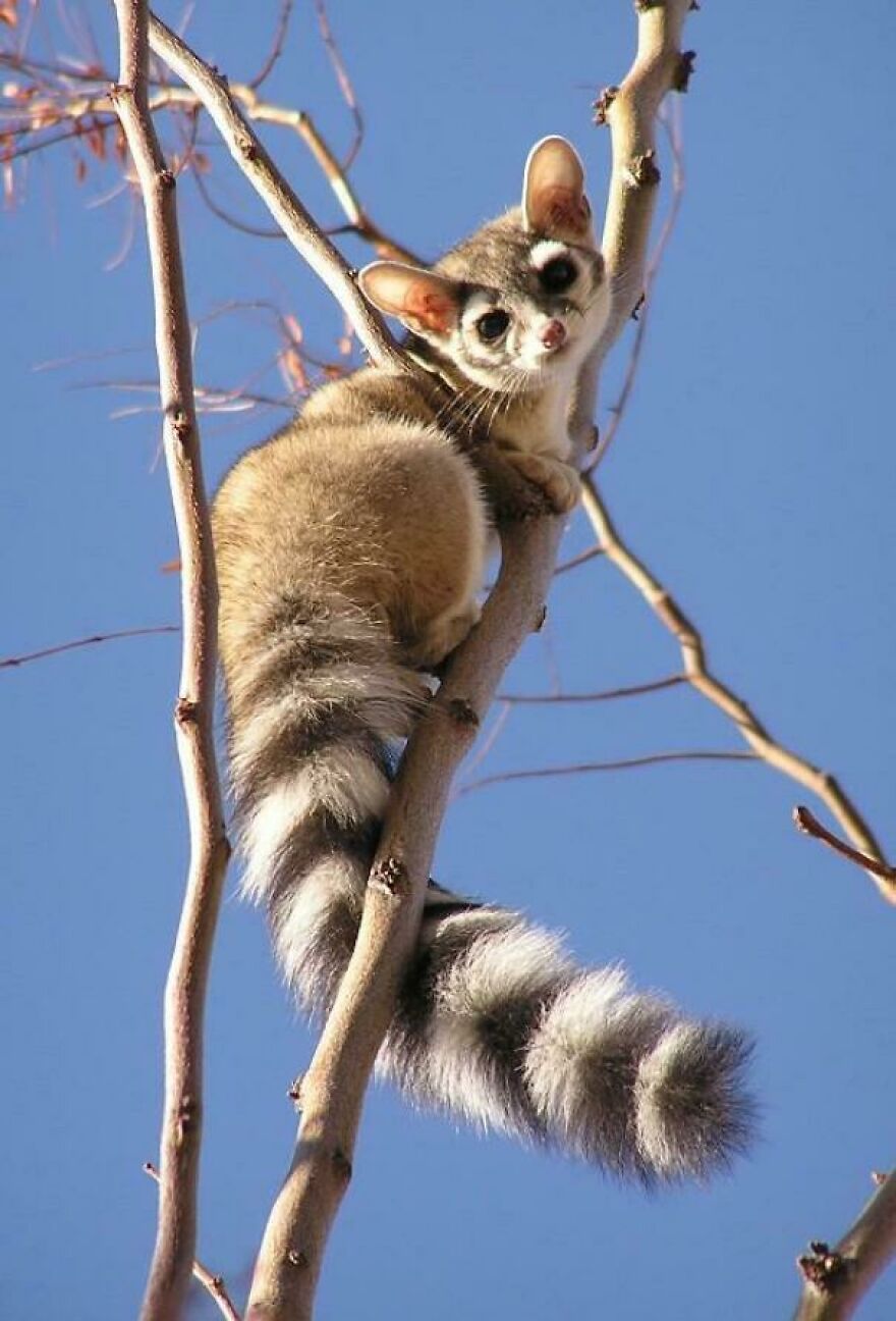 Tiger quoll with large eyes and striped tail clinging to a tree branch against a clear blue sky background.