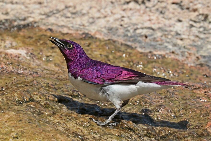 A small bird with iridescent purple feathers and white underbelly standing on rocky, wet ground.