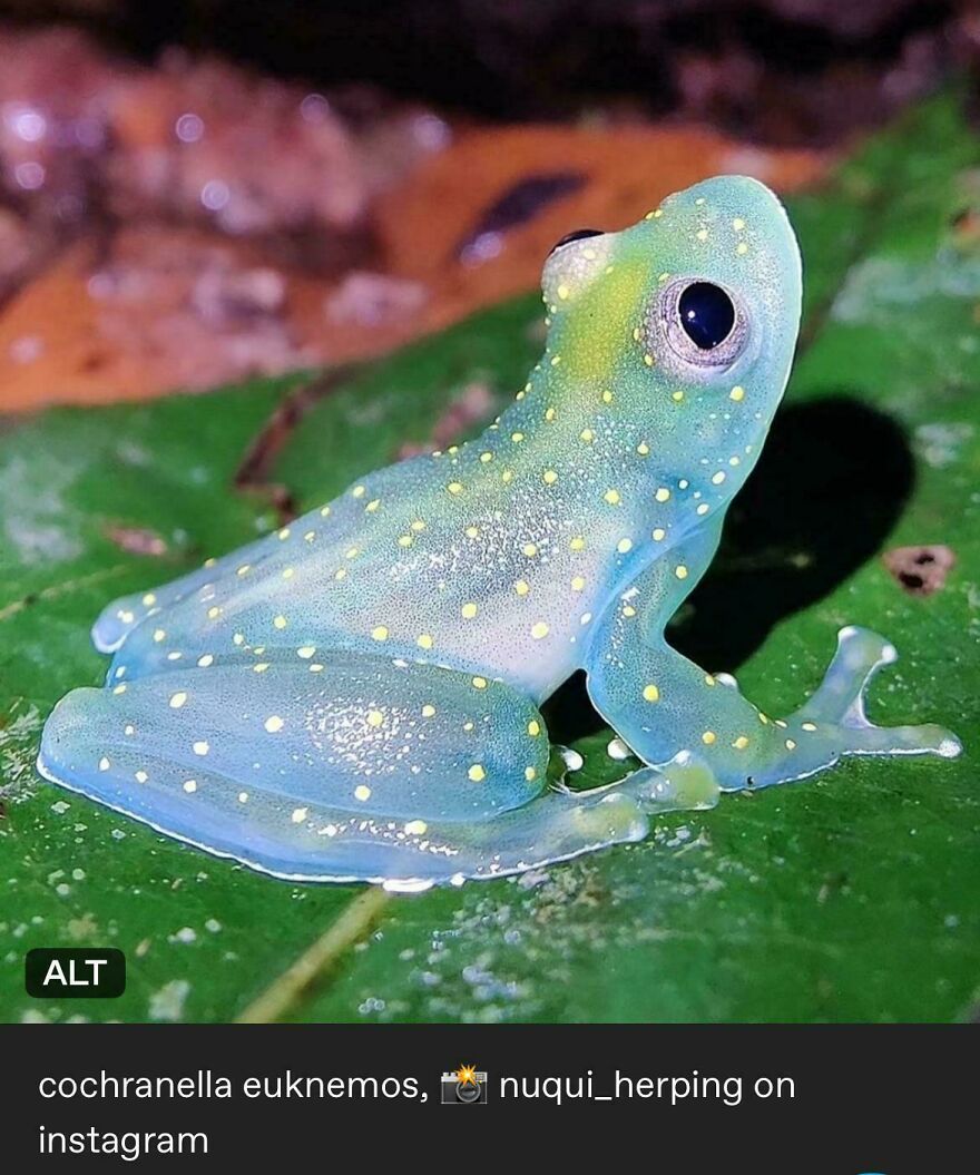 Translucent frog with yellow spots sitting on a green leaf, highlighting unique animals like the tiger quoll in nature.