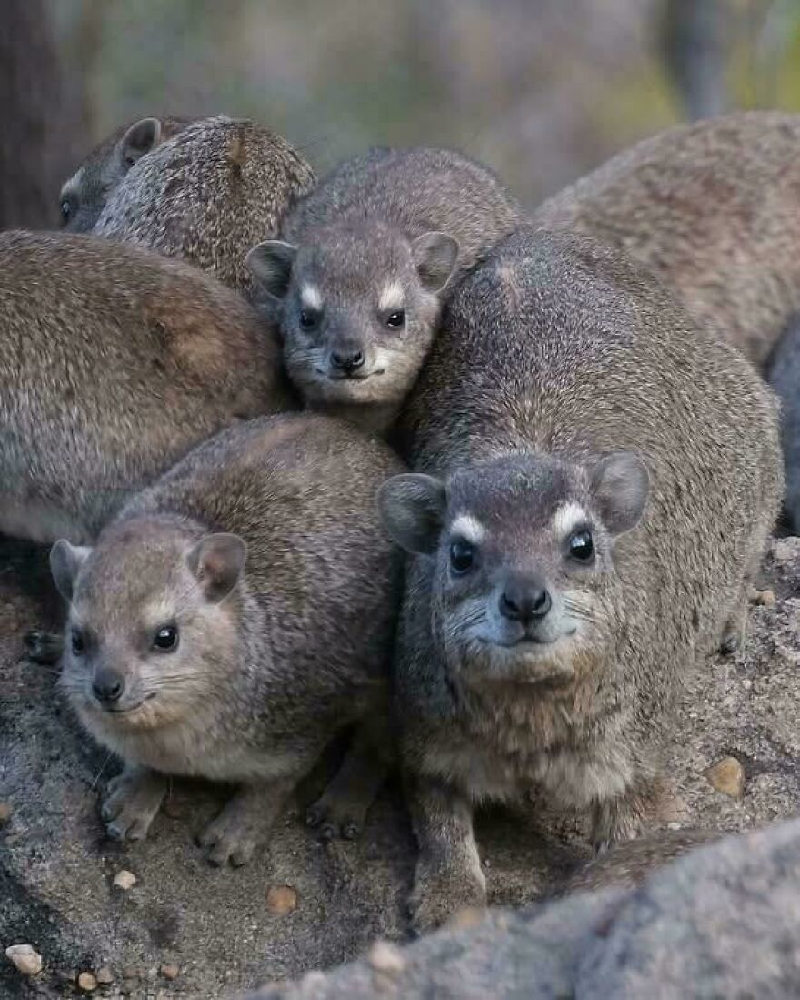 A group of tiger quolls with gray fur gathered closely together on rocky ground in a natural habitat.