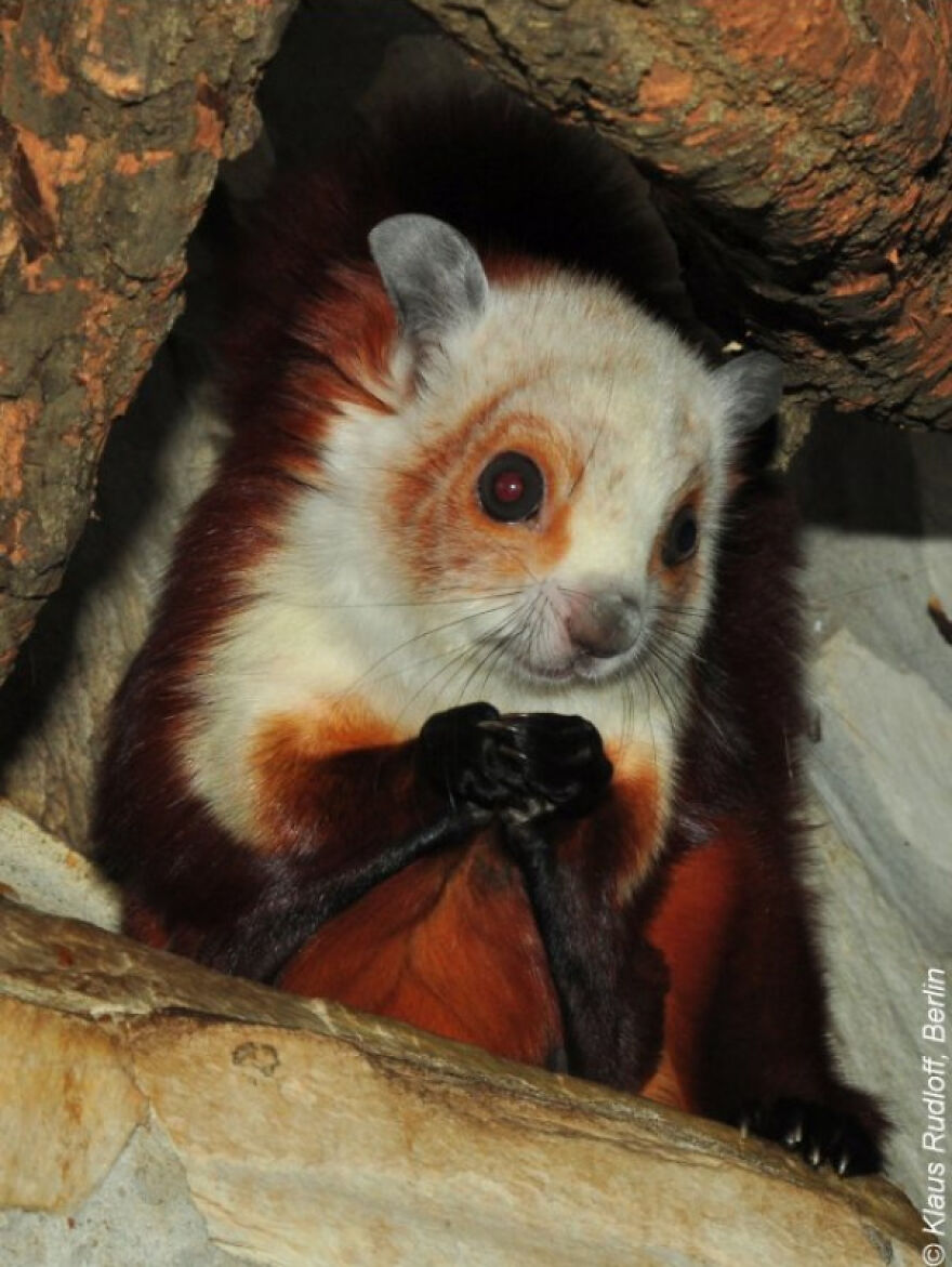 Tiger Quoll with distinct orange and white fur nestled in a tree hollow, showcasing unique animal features.