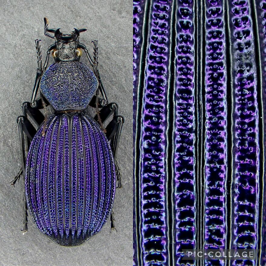 Close-up of a detailed tiger quoll insect showing its textured purple and black patterned exoskeleton on grey background.