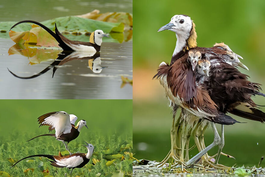 Group of pheasant-tailed jacanas in a wetland, showing their long tails and striking plumage against green foliage.