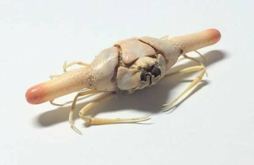 Close-up of a small crustacean with unusual elongated claws on a white background, not a tiger quoll.