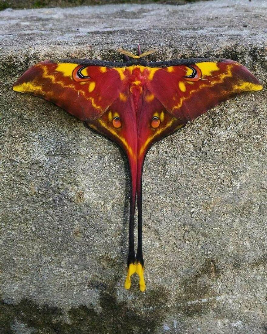 Colorful moth with red, yellow, and black wings resting on a textured gray rock surface, showcasing unique patterns.