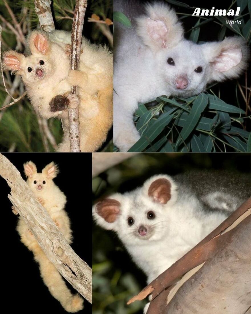 Four images showing a rare white Tiger Quoll climbing trees and perched among branches at night.