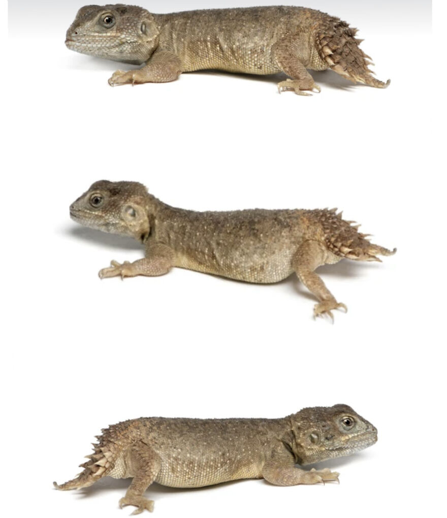 Three separate images of a thorny devil lizard shown from side views on a white background, highlighting its spiky skin texture.