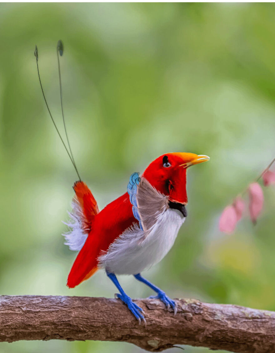 Bright red bird with blue feet and unique feather tails perched on a branch, showcasing rare animal species like tiger quoll.