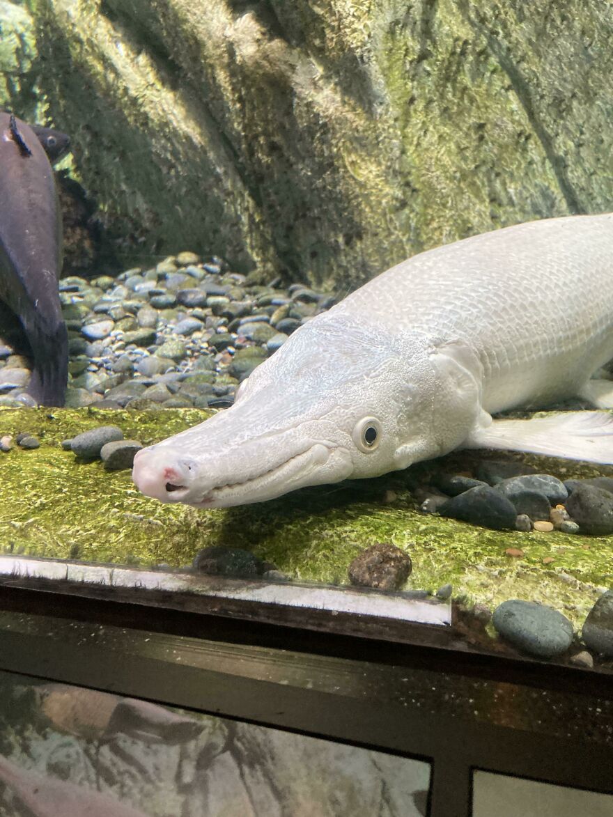 Albino alligator lying on mossy rocks in a naturalistic aquarium setting with fish swimming nearby.