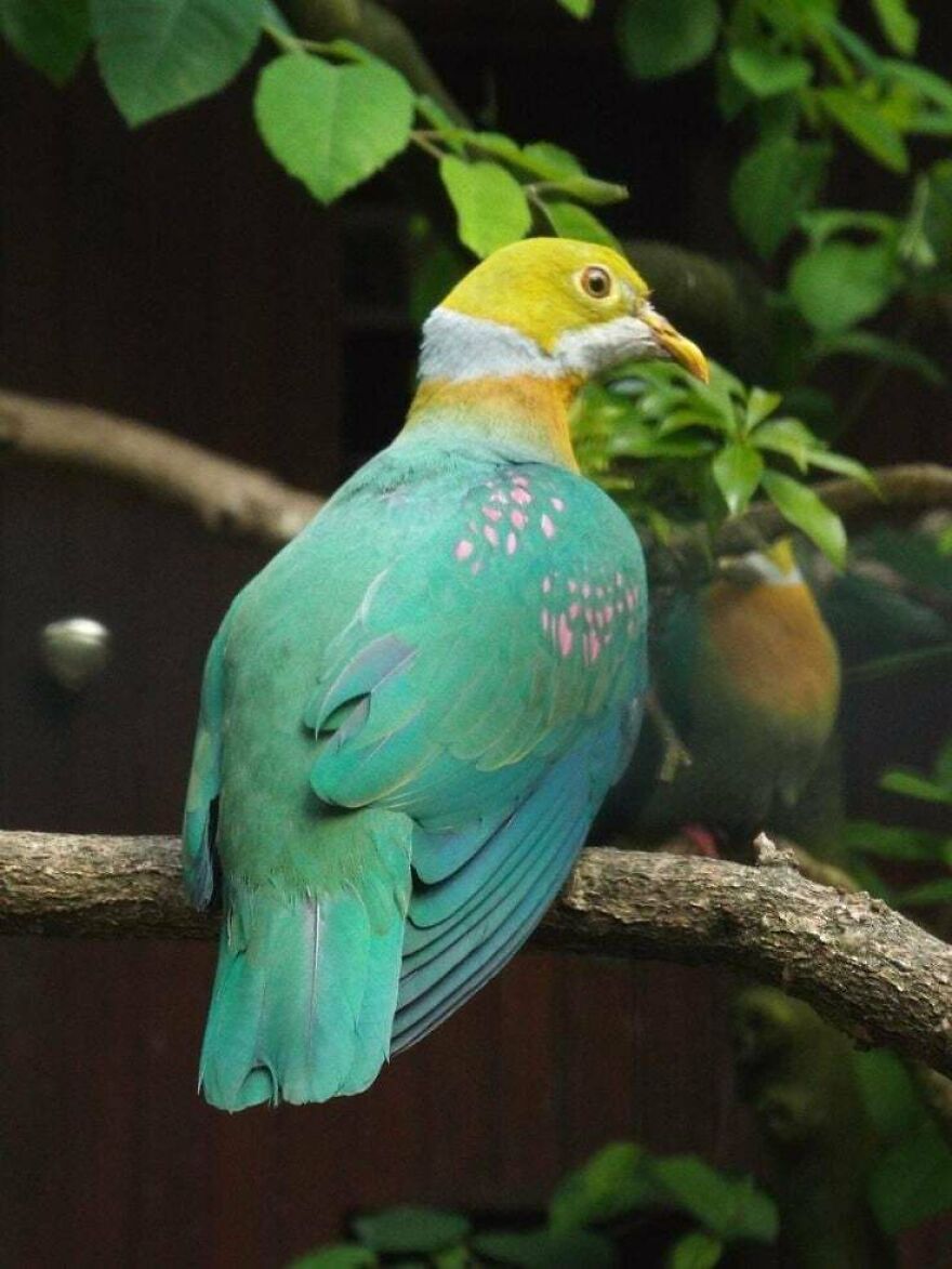 Colorful bird perched on a branch with green leaves in the background, unrelated to tiger quoll species.
