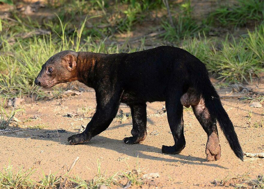 Tiger Quoll walking on a dirt path surrounded by grass, showcasing its slender body and dark fur in a natural habitat.