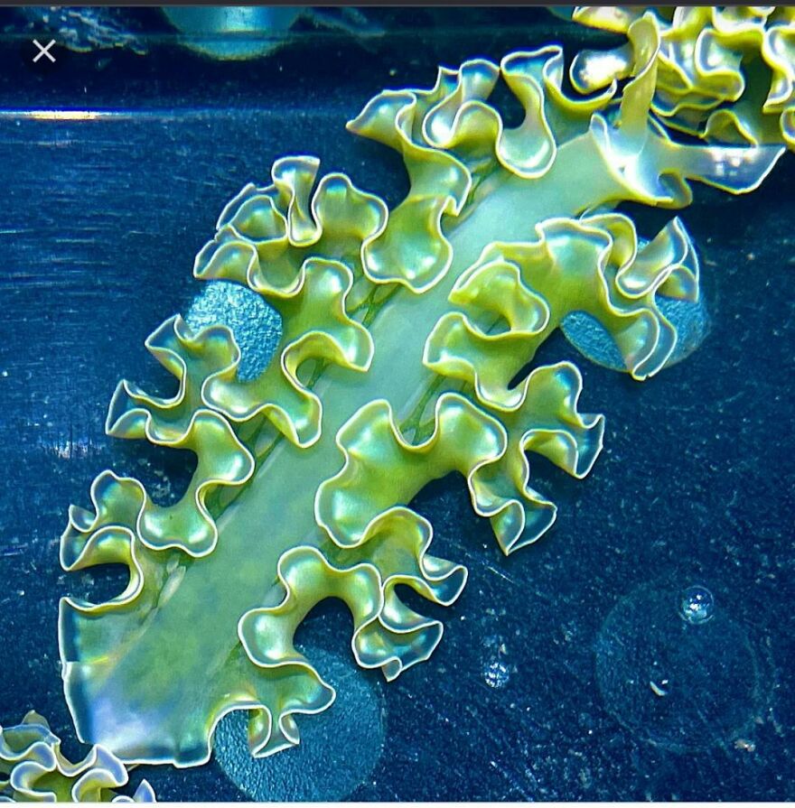 Yellow-green sea slug with ruffled edges swimming underwater, showcasing vibrant marine life and natural patterns.