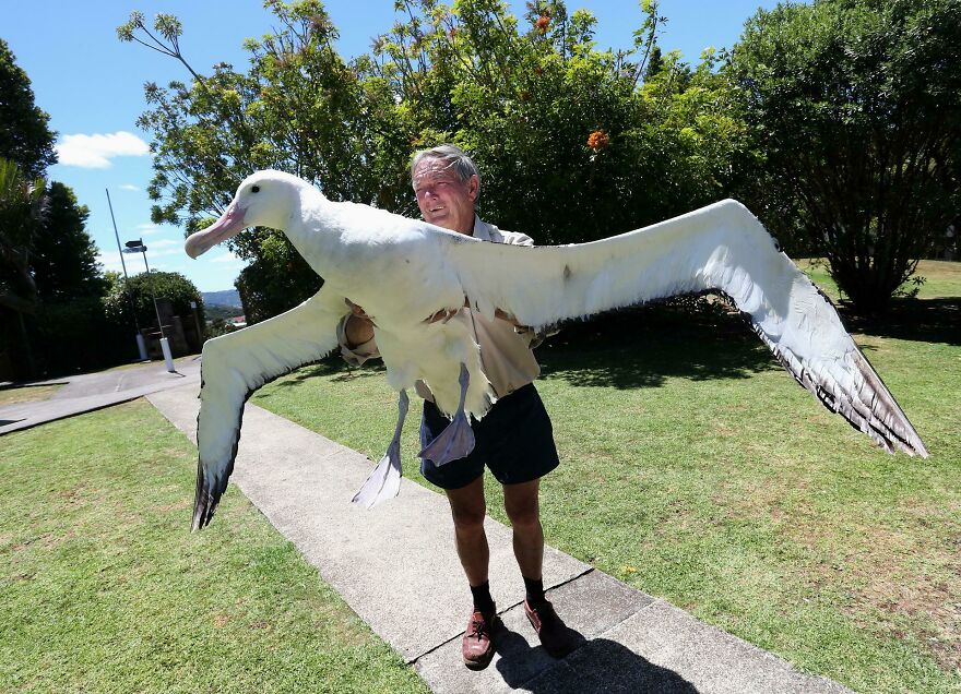 Man holding a large white bird with outstretched wings in a grassy park setting, unrelated to tiger quoll.