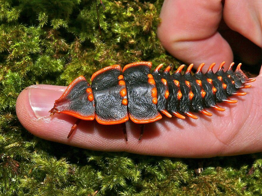 Bright orange and black insect larva resting on a finger, showcasing unique segmented body structure and vibrant colors.