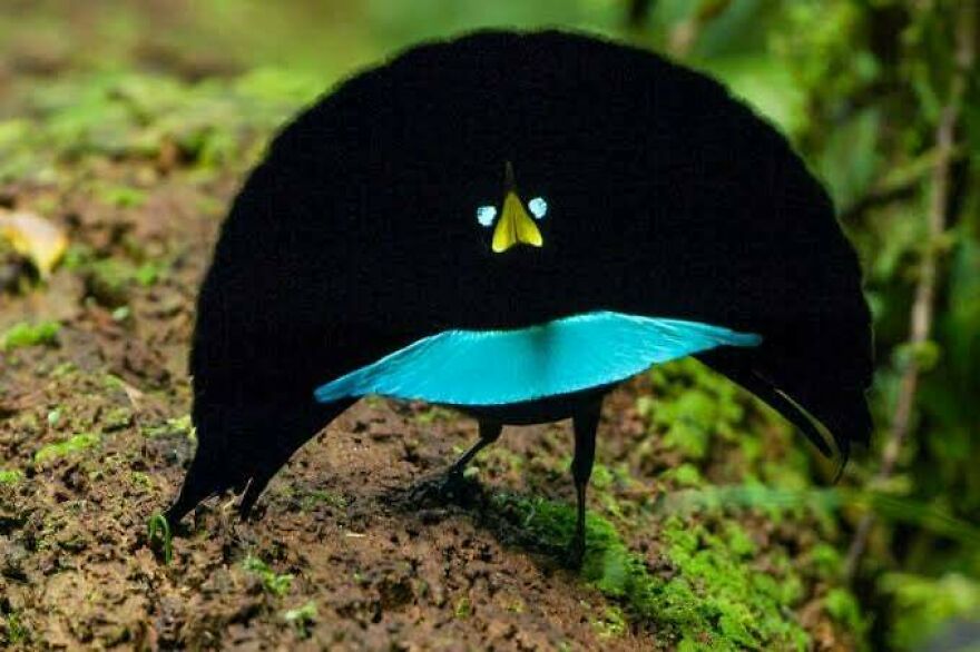 Black bird of paradise displaying bright blue feathers on forest floor, highlighting unique animal like Tiger Quoll.