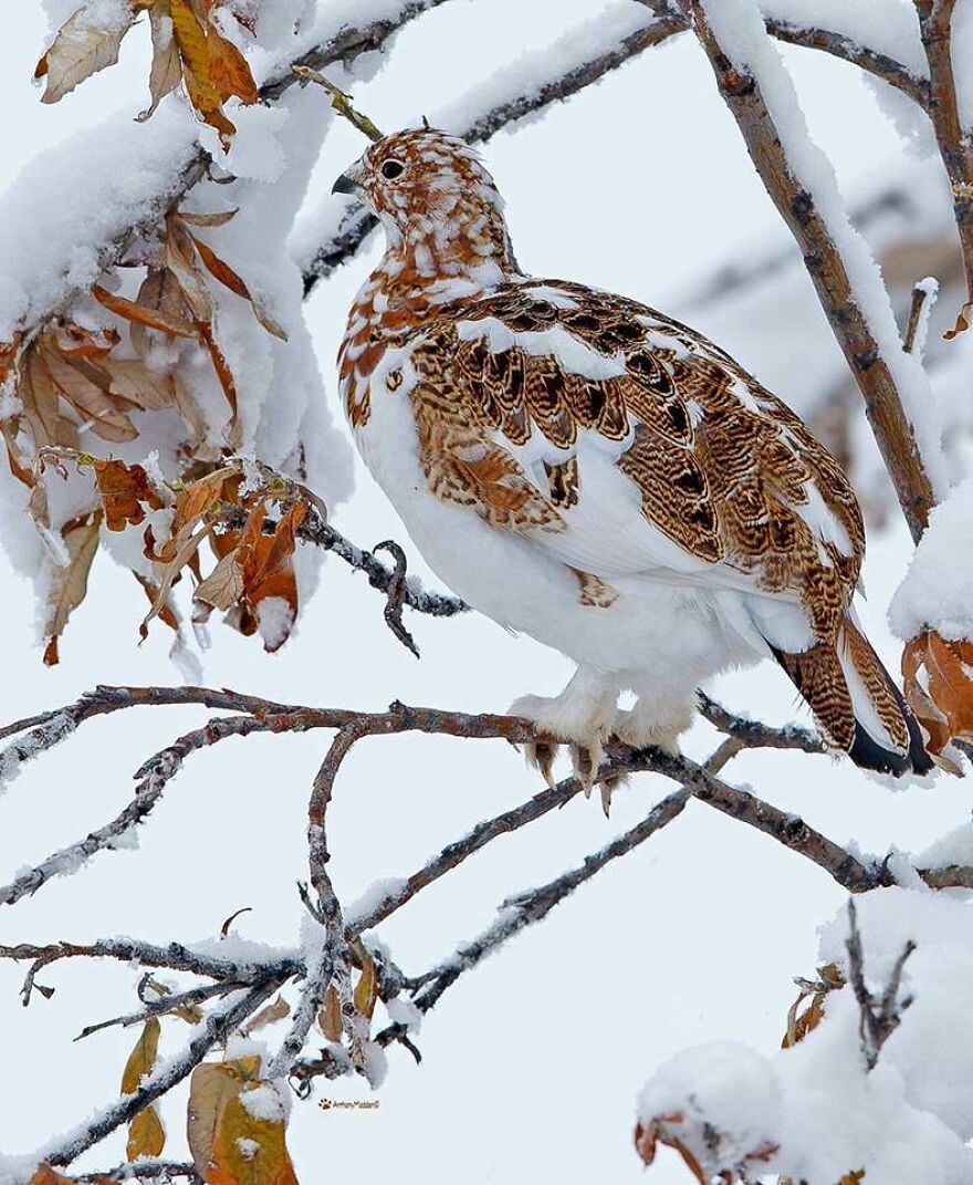 Bird with detailed brown and white feathers perched on a snow-covered tree branch in a winter landscape, tiger quoll not visible.