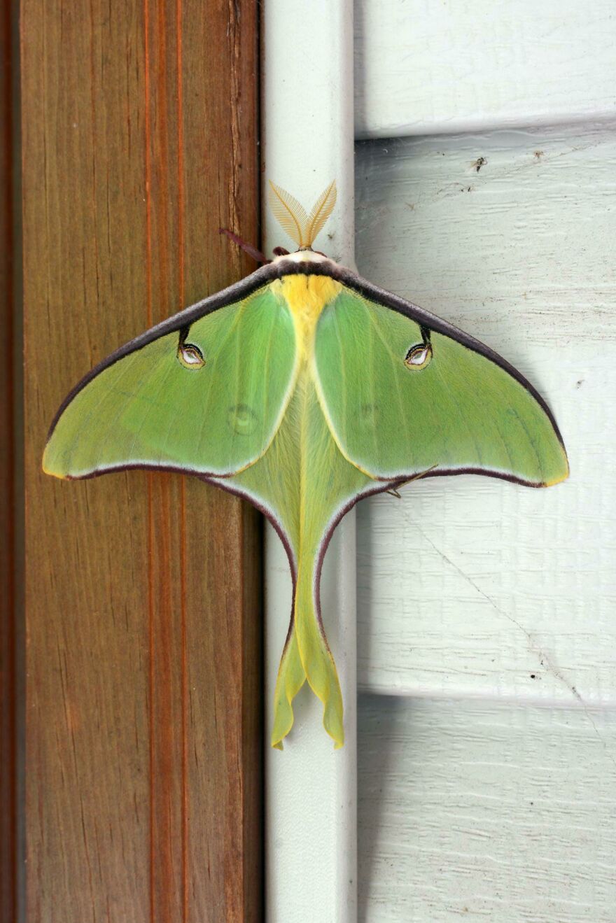 Green luna moth with feathery antennae resting on a wooden and white paneled surface, showcasing its vivid wings.