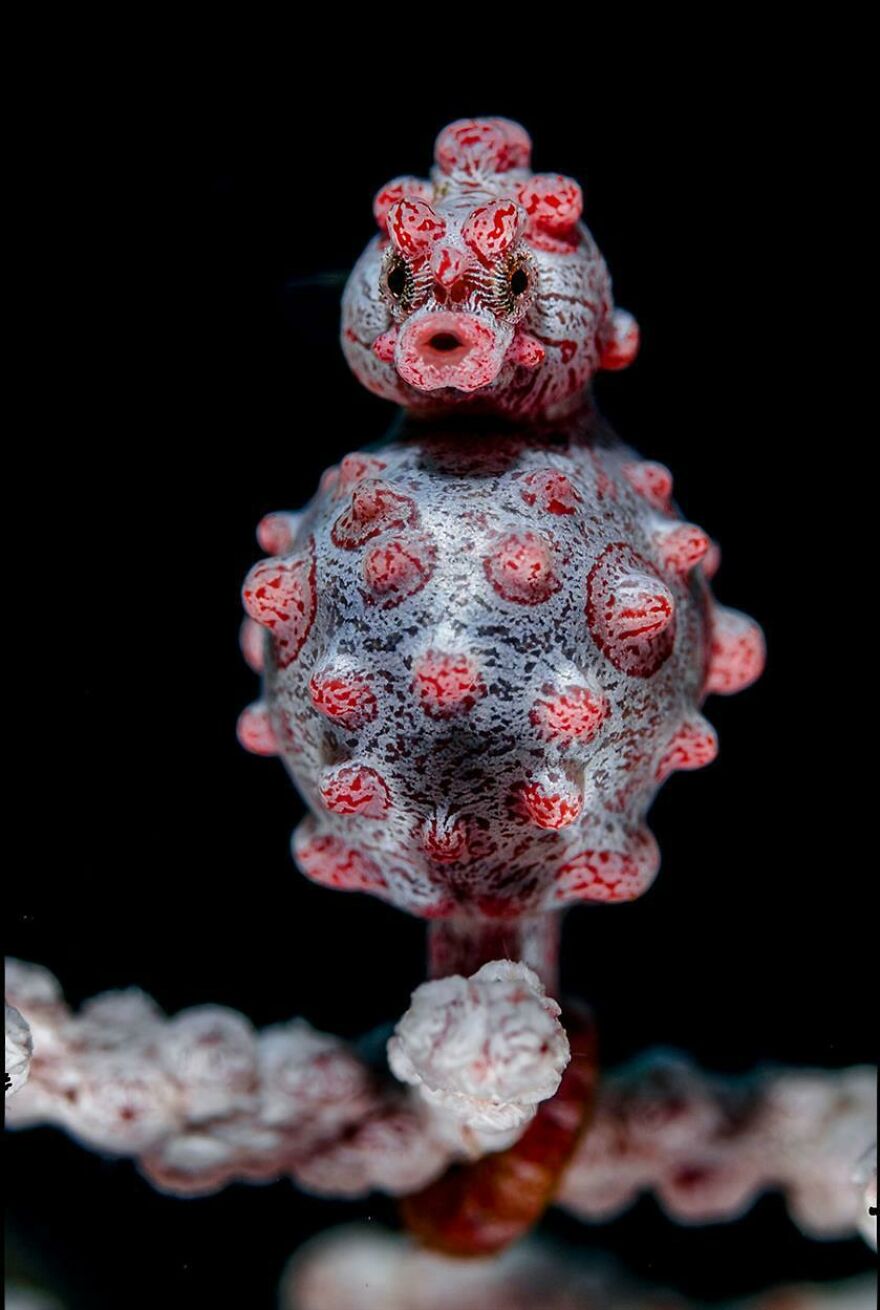 Close-up of a tiny, spiky, red and white sea creature resembling a tiger quoll in intricate detail on a dark background.
