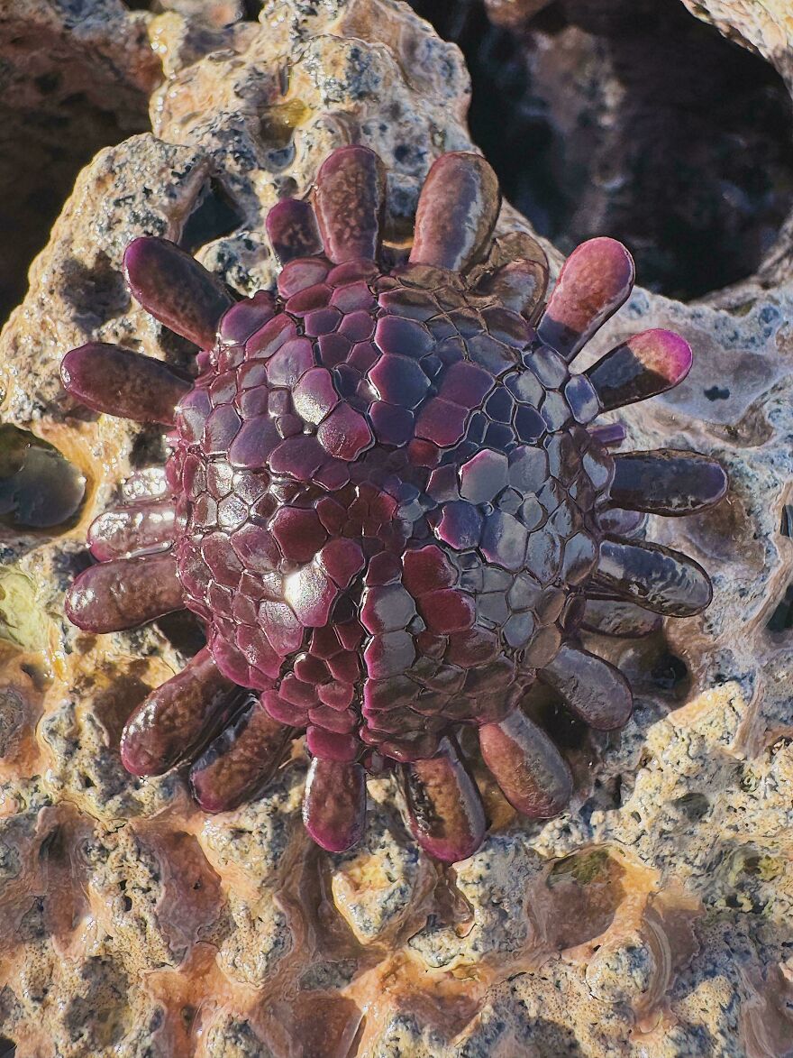 Purple knobbly sea star resting on rocky surface in coastal habitat, an interesting animal unlike the tiger quoll.