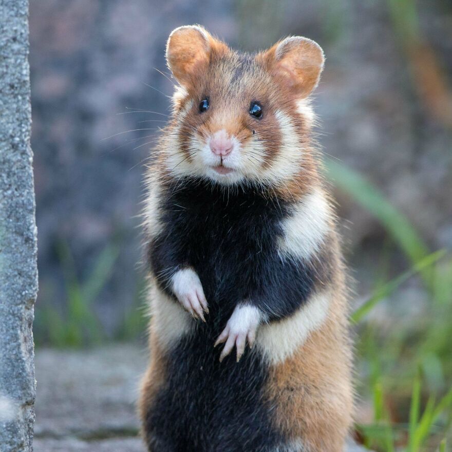 Tiger quoll standing on hind legs showing distinctive spotted fur and sharp claws in natural outdoor environment.