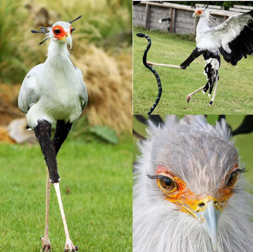 Secretary bird standing on grass with wings spread and close-up of its face, a unique tiger quoll-related animal.