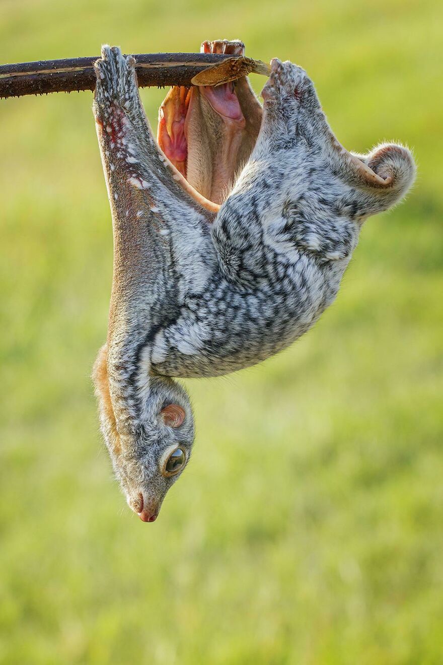 Tiger Quoll hanging upside down from a branch, showing its spotted fur and sharp claws in natural habitat.