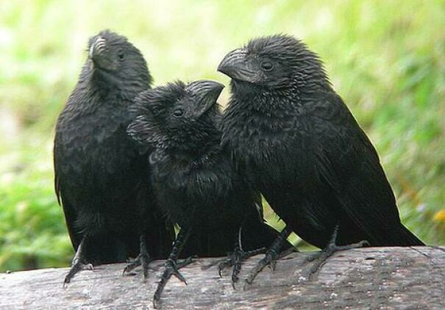 Three black birds with ruffled feathers perched closely together on a log in a natural outdoor setting, tiger quoll not visible.