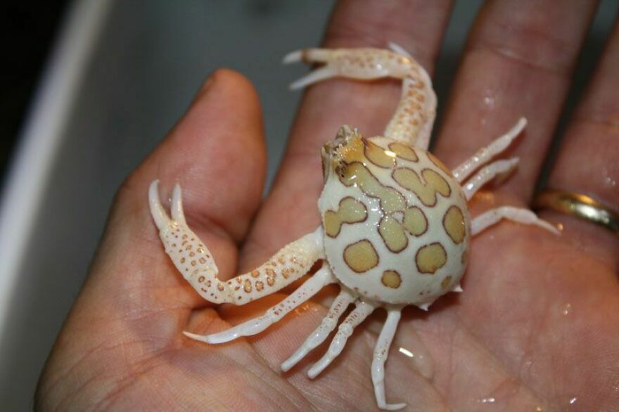 Small spotted crab with light brown and cream patterns resting on a person's hand, unrelated to tiger quoll.
