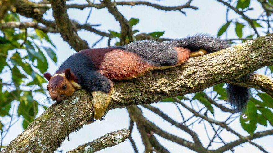 Tiger Quoll resting sprawled on a tree branch surrounded by green leaves in its natural forest habitat.