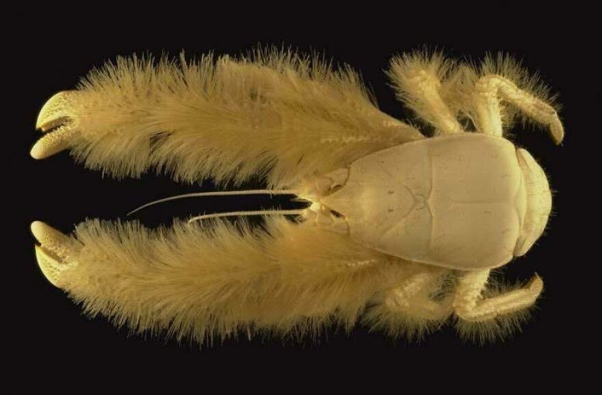 Close-up of a small, furry crab species with thick claws and pale yellow coloring on a black background.