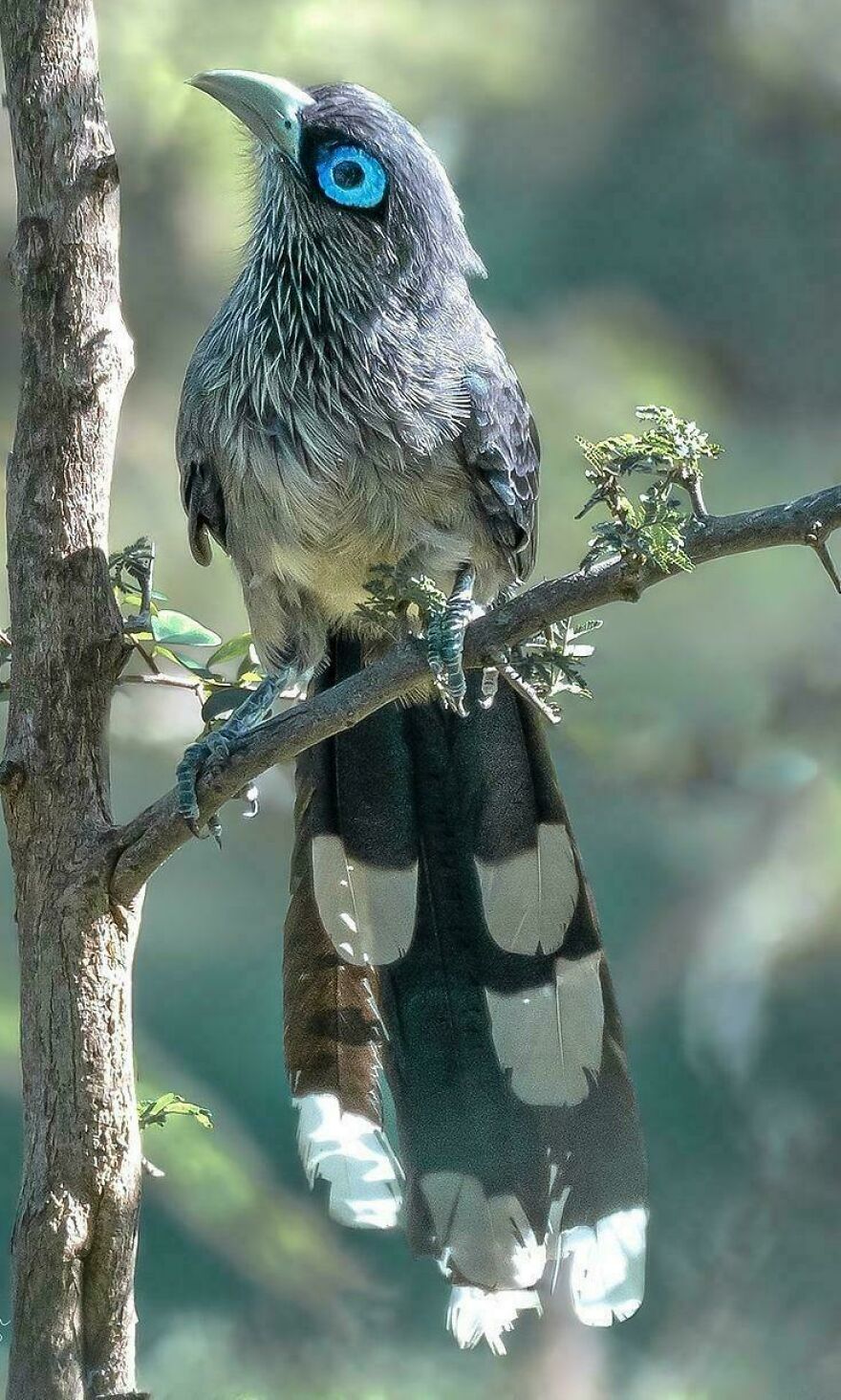 Grey bird with bright blue eyes perched on a tree branch in a natural green forest setting, Tiger Quoll context.