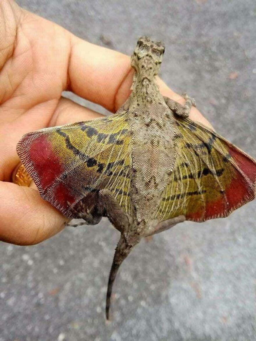 Hand holding a unique gliding lizard with red and yellow wing-like skin patterns on a grey background.