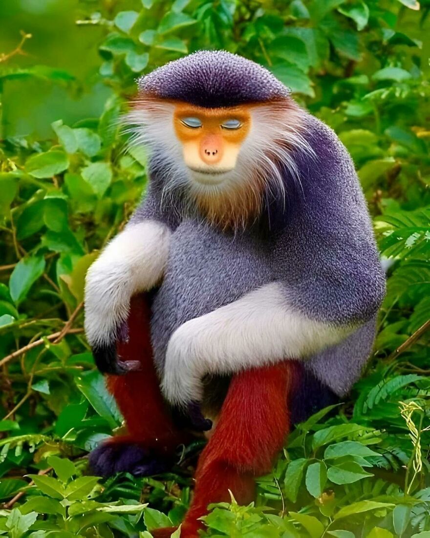 Colorful monkey with purple fur and an orange face sitting among green leaves in a natural forest setting, not a tiger quoll.