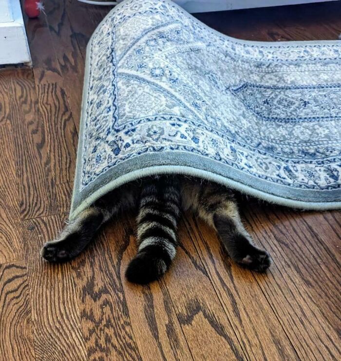 Tabby cat’s legs and tail sticking out from under a patterned rug showing pets failing at hiding from their owners.