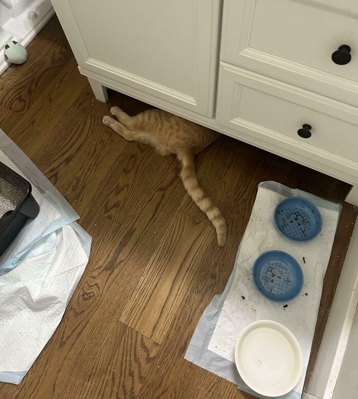 Orange cat awkwardly hiding under a cabinet with only its back legs and tail visible on a wooden floor near pet bowls.