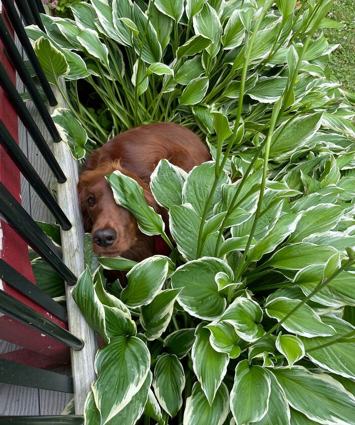 Dog trying hiding among large green leaves but doing a bad job in an outdoor garden near a deck railing.
