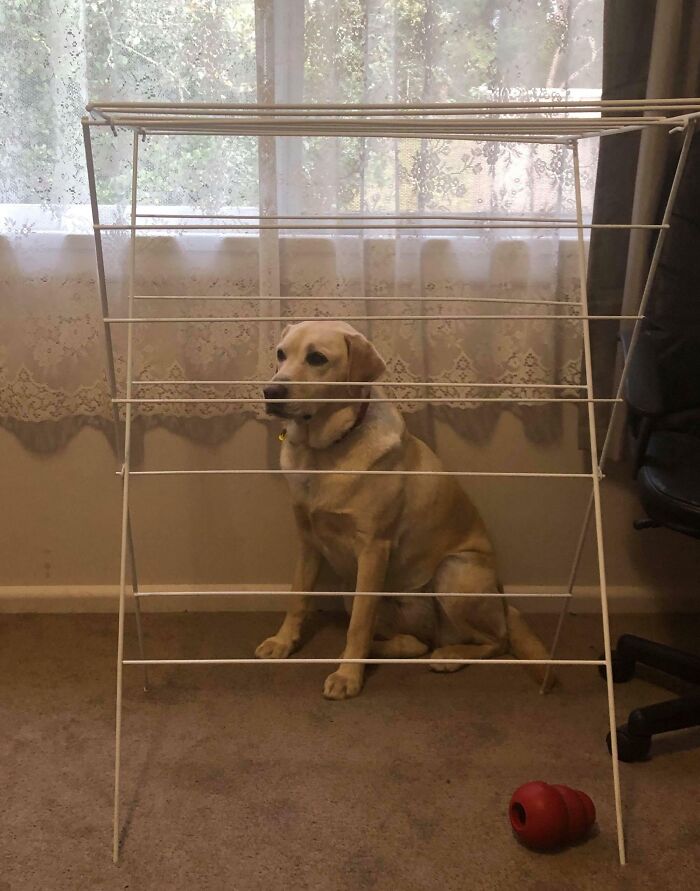 Yellow Labrador pet sitting behind a drying rack, attempting to hide but doing a ridiculously bad job indoors.