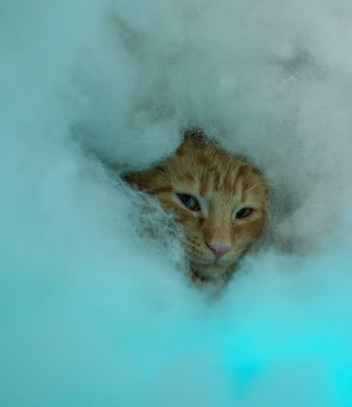 Orange cat poorly hiding inside a fluffy white cushion, one of the pets who tried hiding from their owners but did a bad job.